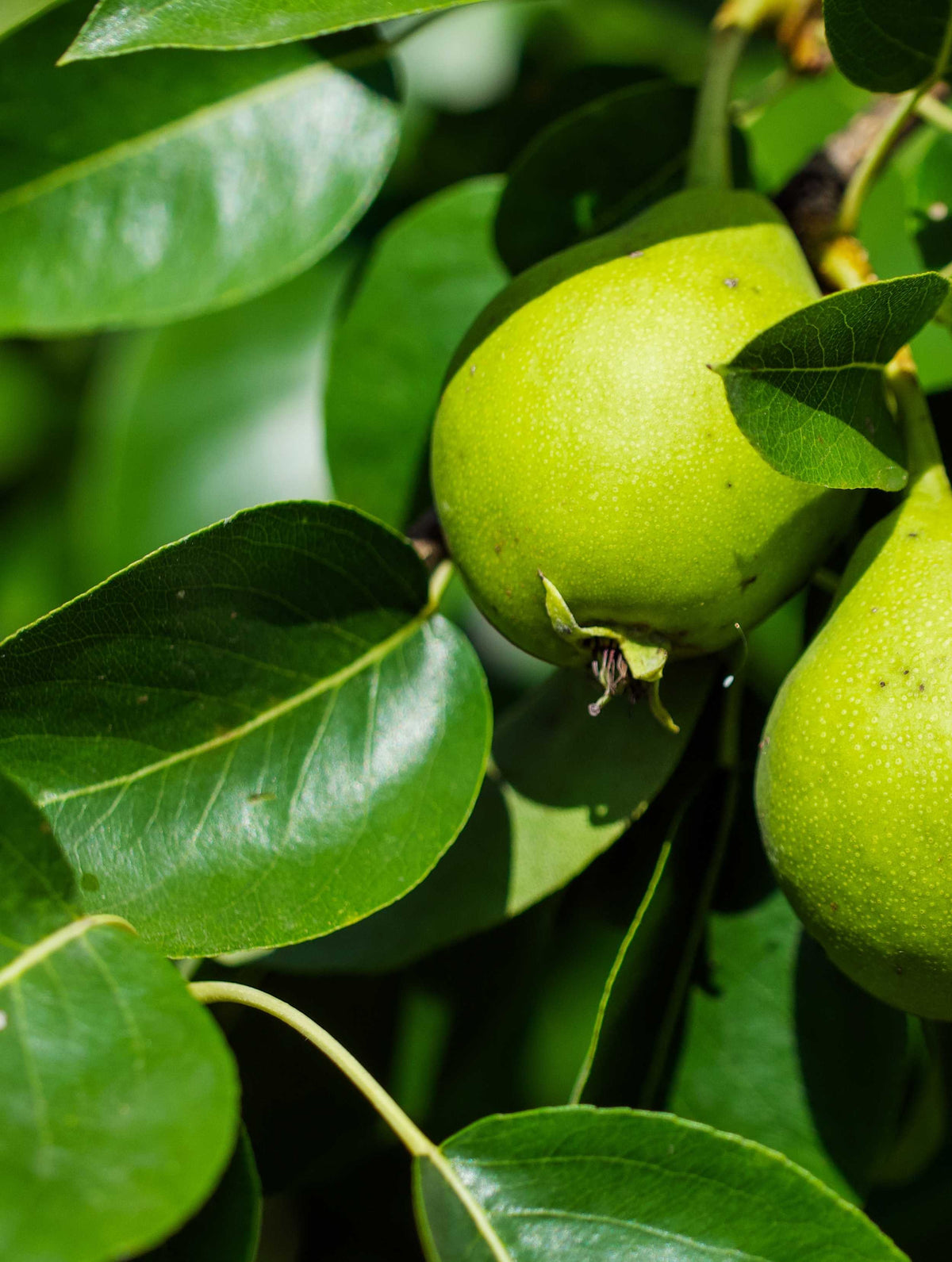 Avocado Oil